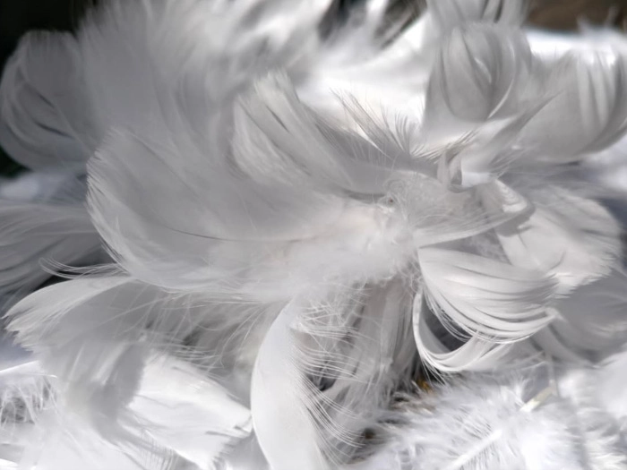 Levitas Cordis, médium thérapeute passeuse d'âmes à Dour Mons Belgique